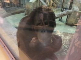 Калининградский зоопарк показал фото новорождённого орангутана