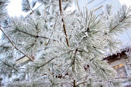 Синоптики прогнозируют в Калининградской области морозы без осадков