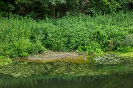 Экологи нашли следы загрязнения нефтепродуктами ручья Гагаринского в Калининграде