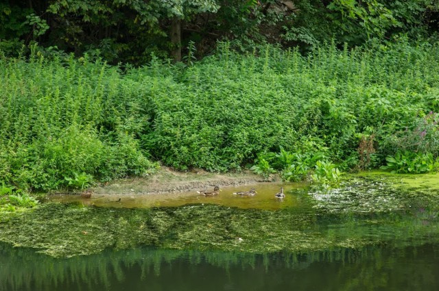 Экологи нашли следы загрязнения нефтепродуктами ручья Гагаринского в Калининграде