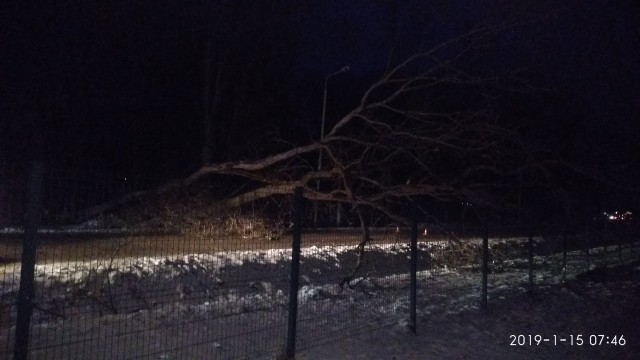 «Настоящий коллапс»: из-за упавшего дерева на выезде из Чкаловска образовалась пробка
