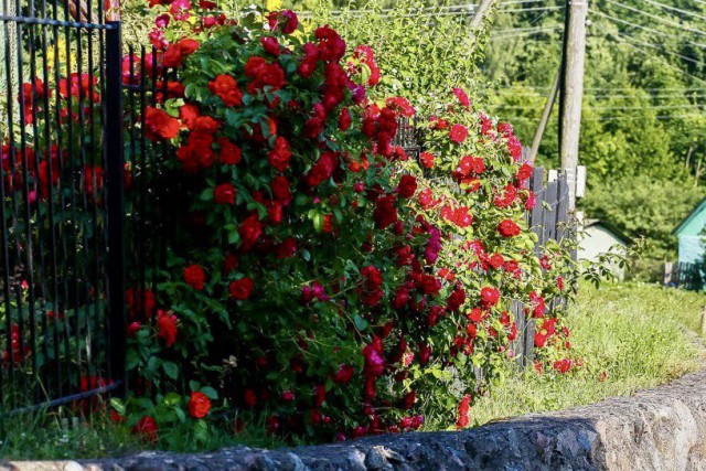 В 2024 году в Зеленоградске планируют высадить 3000 кустов роз