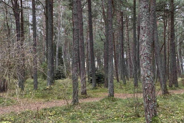 На Куршской косе вырубят 45 сосен в районе променада в Лесном