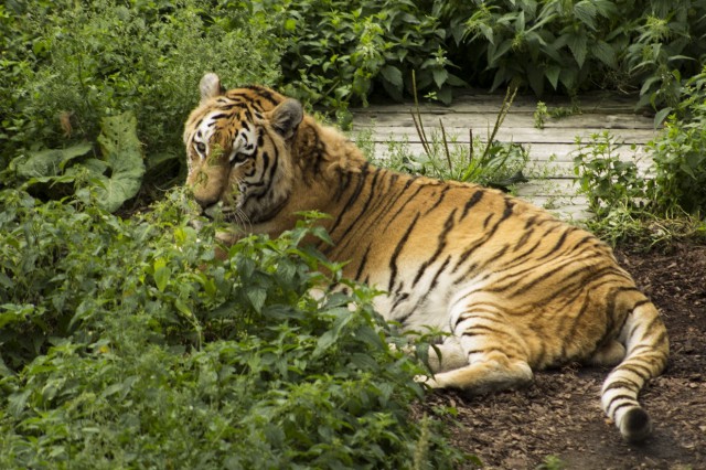 В калининградском зоопарке умер тигр Тайфун