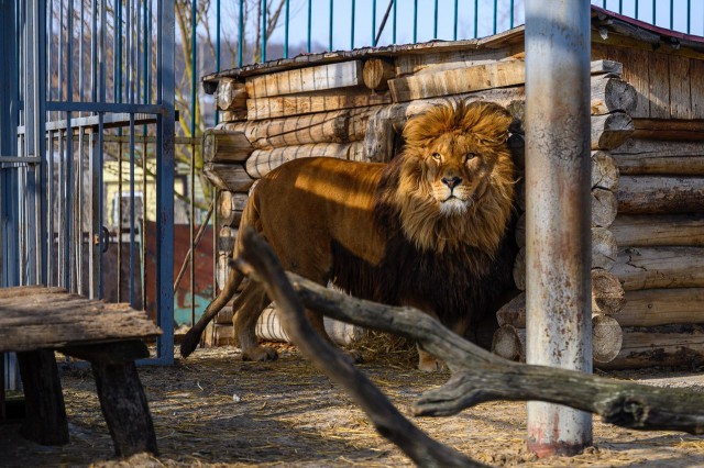 В Калининградском зоопарке готовят вольер для льва Тиграна из Белгорода 