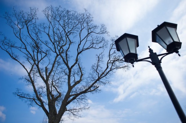 В городском парке Ладушкина вандал разбил 18 фонарей