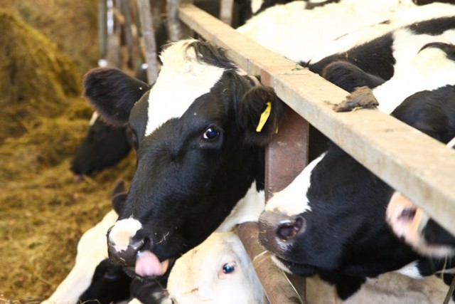 Датские инвесторы планируют построить в регионе молочную ферму на 2000 голов