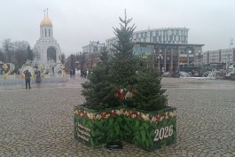 В центре Калининграда начали устанавливать пихты в кадках (фото)
