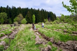 На территории Калининградской области высадили более 58 тысяч елей  (фото)
