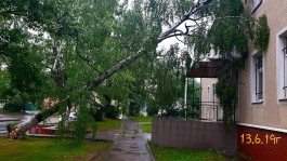 В Гвардейске ветер повалил дерево на здание прокуратуры