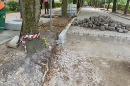 Во время ремонта улицы Красной в Калининграде повредили более 20 деревьев