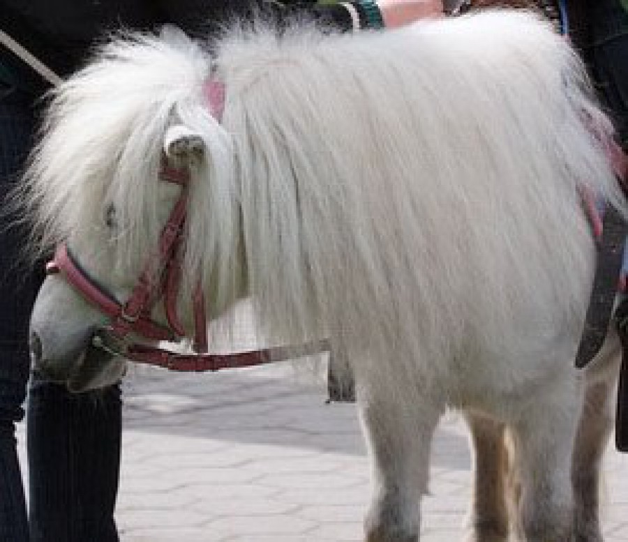 В калининградском зоопарке откроют клуб верховой езды на пони