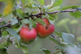 В регион не пустили пестицидные яблоки и виноград