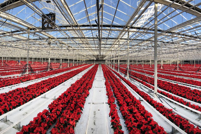В Калининградской области на 50% увеличилось производство цветов к новогодним праздникам