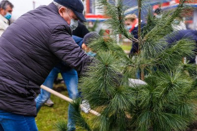 На месте вырубленных деревьев рядом со школой в Светлогорске высадят новые ели, сосны и туи