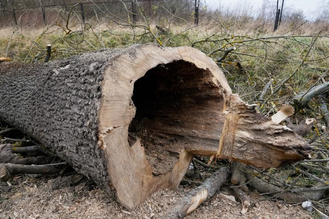 Для строительства дороги в микрорайоне Космодемьянского вырубят 35 деревьев
