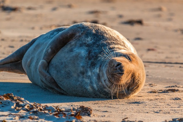 Польских рыбаков подозревают в массовом убийстве тюленей на побережье Балтийского моря