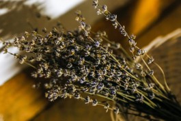 Полесский фермер планирует расширить поставки сухоцветов в другие регионы России 