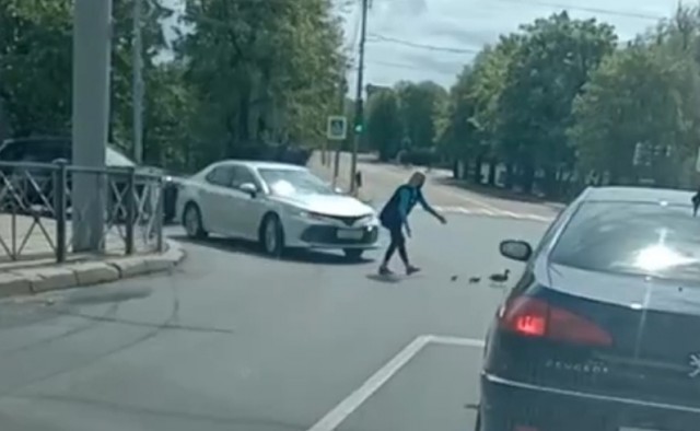 На Гвардейском проспекте в Калининграде семья уток остановила движение транспорта