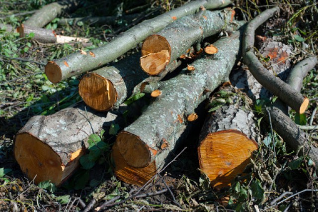 Сотрудника полиции подозревают в незаконной вырубке леса в Правдинском округе