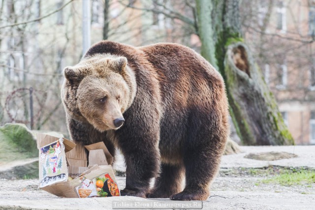 В Калининграде выгнали из зоопарка мужчину, пытавшегося накормить медведя сгущёнкой