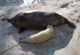 У тюленей Таки и Боксика в калининградском зоопарке родился детёныш
