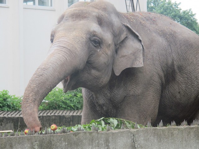 В калининградском зоопарке отметят юбилей слонихи Преголи
