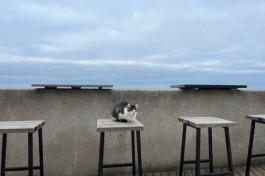 На короткой рабочей неделе в Калининградской области прогнозируют похолодание и ветер