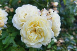 «Подарок к юбилею Канта»: Ботанический сад в Калининграде значительно расширил коллекцию роз