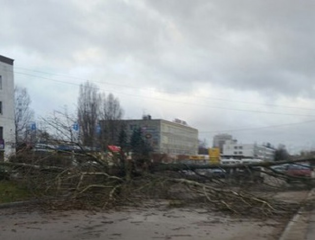 Штормовой ветер повалил 14 деревьев в Калининграде