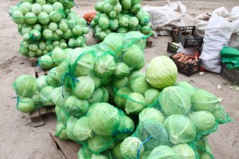 В Калининградскую область не пустили 17,5 тонн заражённой капусты из Македонии
