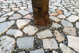 «Мозаика для деревьев»: на улице Багратиона в Калининграде обустраивают приствольные квадраты  (фото)