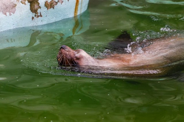 Прокуратура начала проверку по факту гибели тюленей и медведя в зоопарке Калининграда