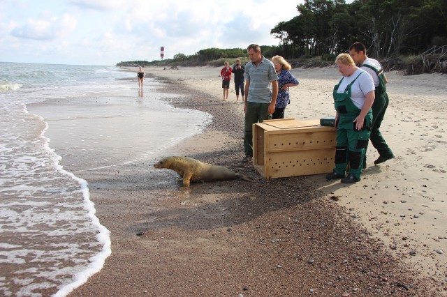 Сотрудники зоопарка выпустили в Балтийское море тюленя с ампутированной ластой (видео)