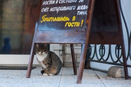 Власти Зеленоградска ищут инвесторов для создания «квеста по городу котов»