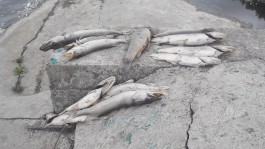 Калининградские экологи займутся массовой гибелью рыбы в реке Гурьевке (фото)