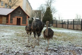 Калининградский зоопарк обменял кенгуру на четырёх страусов