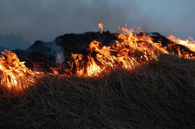 За сутки в Калининградской области зафиксировали семь палов травы