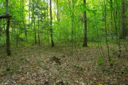 В Калининградской области создали питомник для восстановления лесов