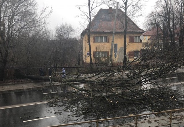 На проспекте Победы в Калининграде дерево рухнуло на проезжую часть
