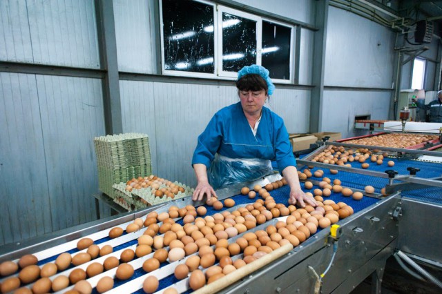 В Калининградской области договорились удерживать цены на яйца категории С2