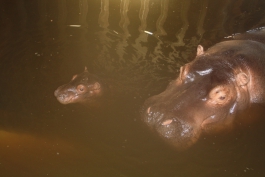 В калининградском зоопарке родился бегемот (фото)