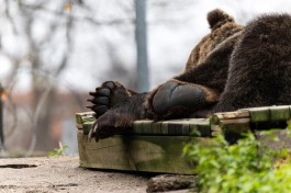 Из-за сильного ветра в Калининграде временно закрыли зоопарк и Ботанический сад