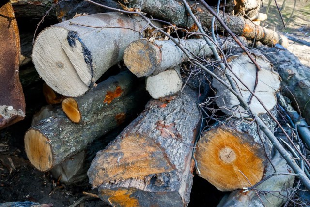 В Калининграде разрешили вырубить 529 деревьев в районе 4-й Большой Окружной