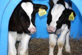 «Млековите» выделили землю в Зеленоградском районе под строительство молочных ферм