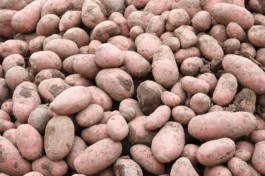 Фермер рассказал, когда подешевеет картофель в Калининградской области