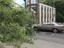 На улице Репина в Калининграде упало дерево и перегородило дорогу (фото, видео)