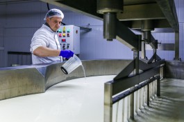 «Санкционная авантюра»: как производят сыр с плесенью в Калининградской области