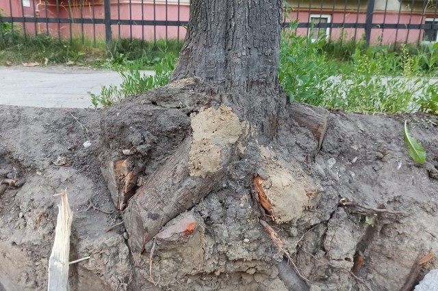 Во время капремонта улицы Колхозной в Калининграде повредили шесть деревьев