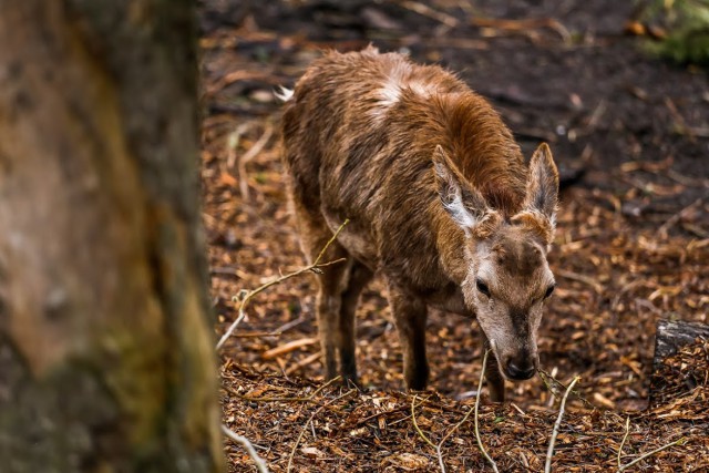 «Замещают кабанов»: в леса Калининградской области планируют выпускать оленей